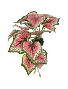 Komodo Products Komodo standing Caladium 5"