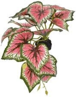 Komodo Products Komodo standing Caladium 5"