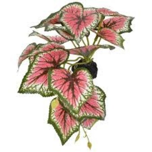 Komodo Products Komodo standing Caladium 5"