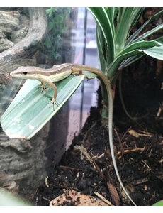  LongTailed Grass lizard
