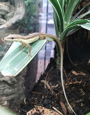  LongTailed Grass lizard
