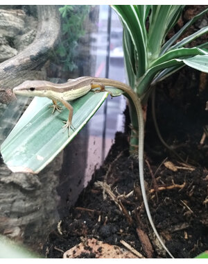  LongTailed Grass lizard