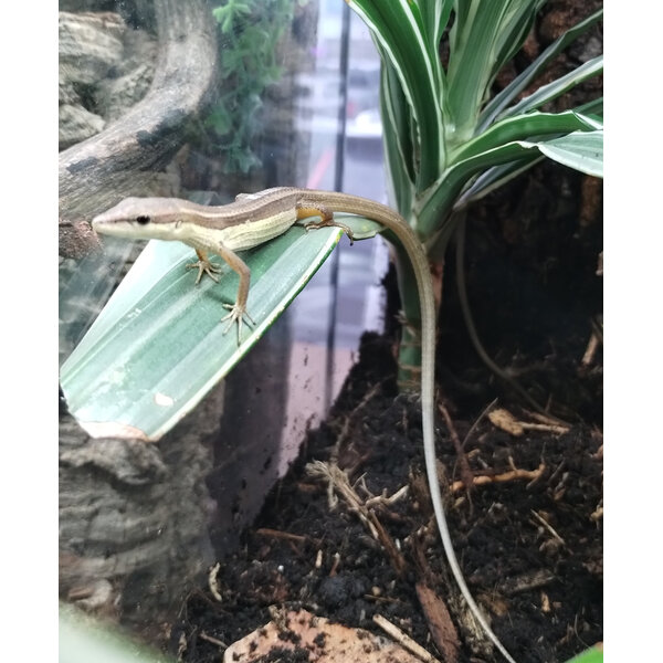 LongTailed Grass lizard