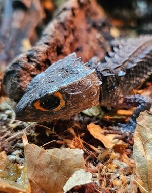  Red Eye Crocodile Skink