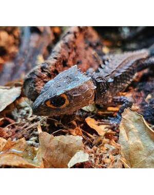 Red Eye Crocodile Skink
