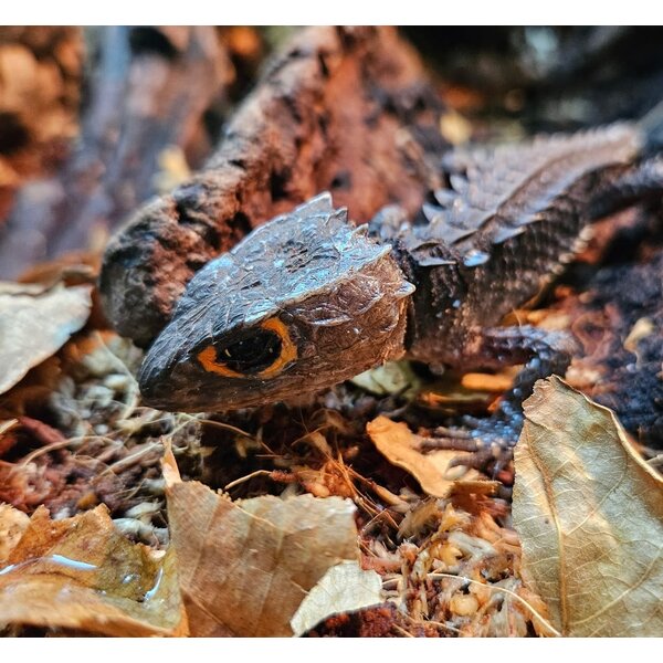 Red Eye Crocodile Skink