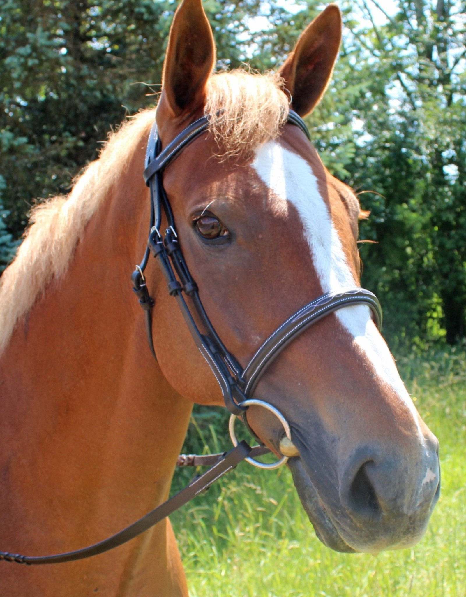 Bridle HDR Mono Crown Fancy Stitched Padded