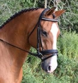 BLACK OAK Bridle Black Oak Magnolia -crystal browband