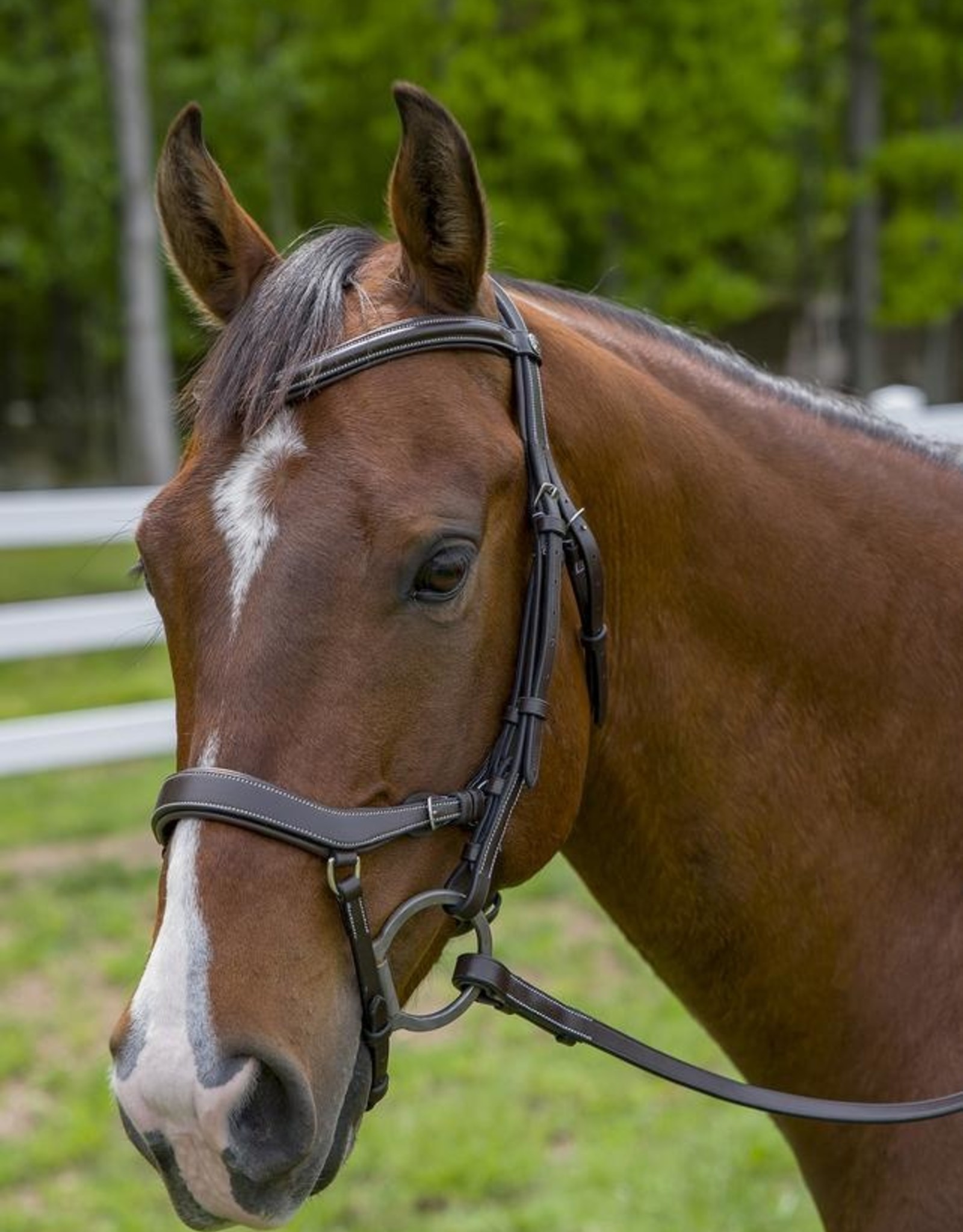 Pro Anatomical Bridle