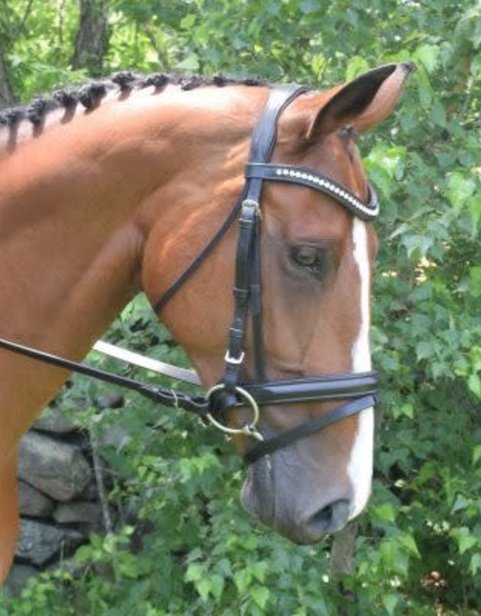 BLACK OAK Bridle Black Oak Magnolia -crystal browband