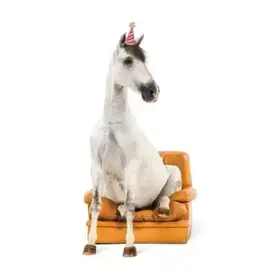 Horse Birthday Card: Horse Sitting in Chair Chill.