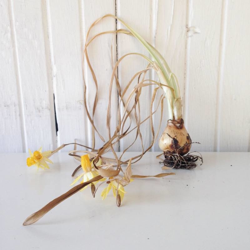 The Brightest Bulb: How to plant your #DAFFODILBOMB