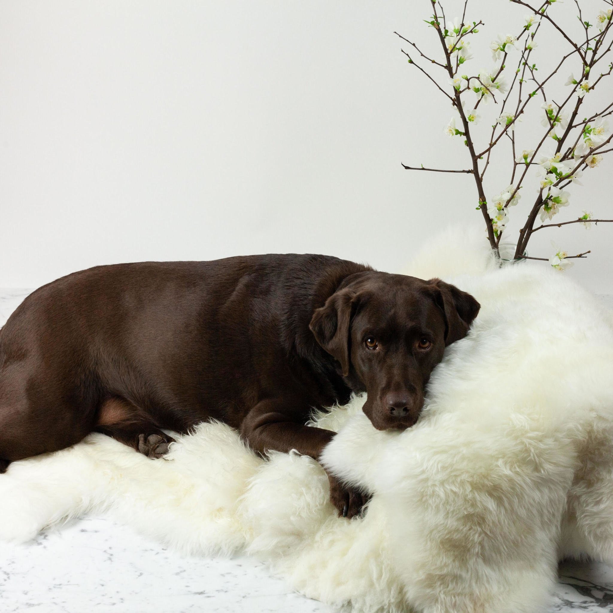 Tierra del Fuego Sheepskin - Cream - The Foundry Home Goods