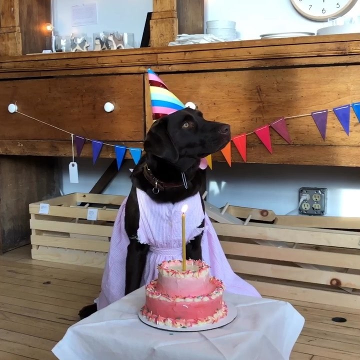 dog happy birthday cake