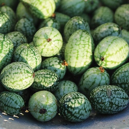 Seed Savers Exchange Cucumber Seeds - Mexican Sour Gherkin