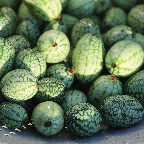 Seed Savers Exchange Seedsavers Seed Pack - Cucumber, Mexican Sour Gherkin - Pack Of 30
