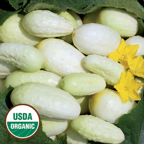 Seed Savers Exchange Cucumber Seeds - Miniature White (organic)