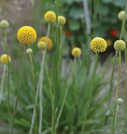 Seed Savers Exchange Flower Seeds - Drumstick