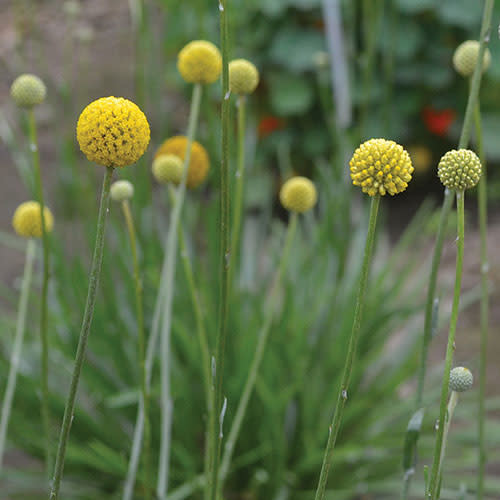 Seed Savers Exchange Seedsavers Seed Pack - Flower, Drumstick - Pack Of 25
