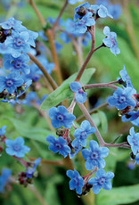 Seed Savers Exchange Seed Savers - Flower, Firmament- Pack of 100 Seeds