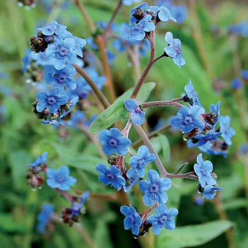 Seed Savers Exchange Flower Seeds - Firmament - Forget-me-not