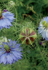 Seed Savers Exchange Seed Savers - Flower, Love-in-a-Mist “Miss Jekyll”- Pack of 50 Seeds