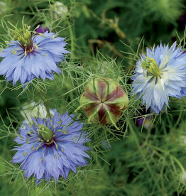 Seed Savers Exchange Seedsavers Seed Pack - Flower, Love-in-a-Mist "Miss Jekyll" - Pack Of 150