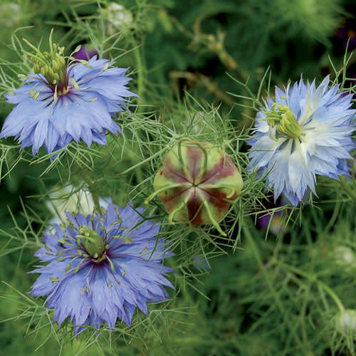 Seed Savers Exchange Seed Savers - Flower, Love-in-a-Mist “Miss Jekyll”- Pack of 50 Seeds