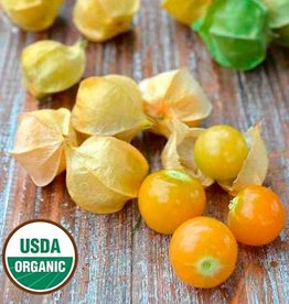 Seed Savers Exchange Seed Savers - Ground Cherry, Loewen Family Heirloom (organic)- Pack of 40 Seeds