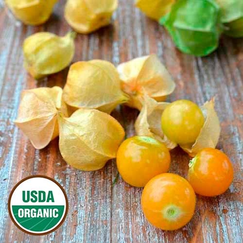 Seed Savers Exchange Seed Savers - Ground Cherry, Loewen Family Heirloom (organic)- Pack of 40 Seeds