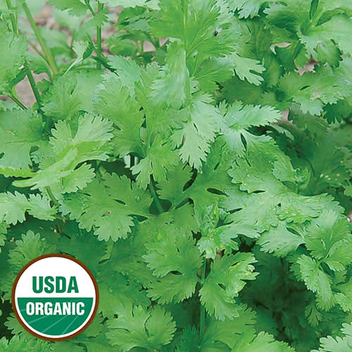 Seed Savers Exchange Seedsavers Seeds - Herbs, Cilantro (organic) - Pack Of 150
