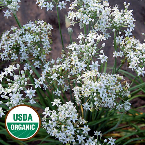 Seed Savers Exchange Seedsavers Seed Pack - Herb, Garlic Chives - Pack Of 150