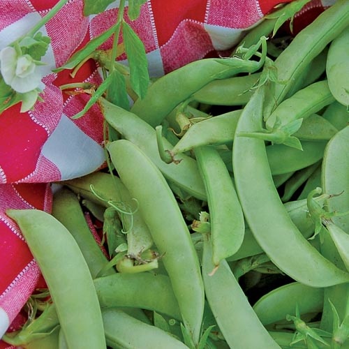 Seed Savers Exchange Seedsavers Seed Pack - Pea, Amish Snap - Pack Of 50