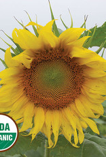 Seed Savers Exchange Seed Savers - Sunflower, Rostov (organic)- Pack of 50 Seeds