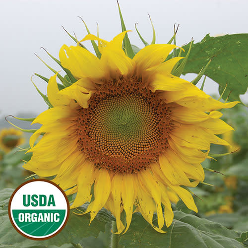 Seed Savers Exchange Seed Savers - Sunflower, Rostov (organic)- Pack of 50 Seeds