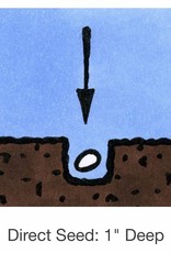 Seed Savers Exchange Seedsavers Seeds - Cucumber,  Mexican Sour Gherkin - Pack Of 30