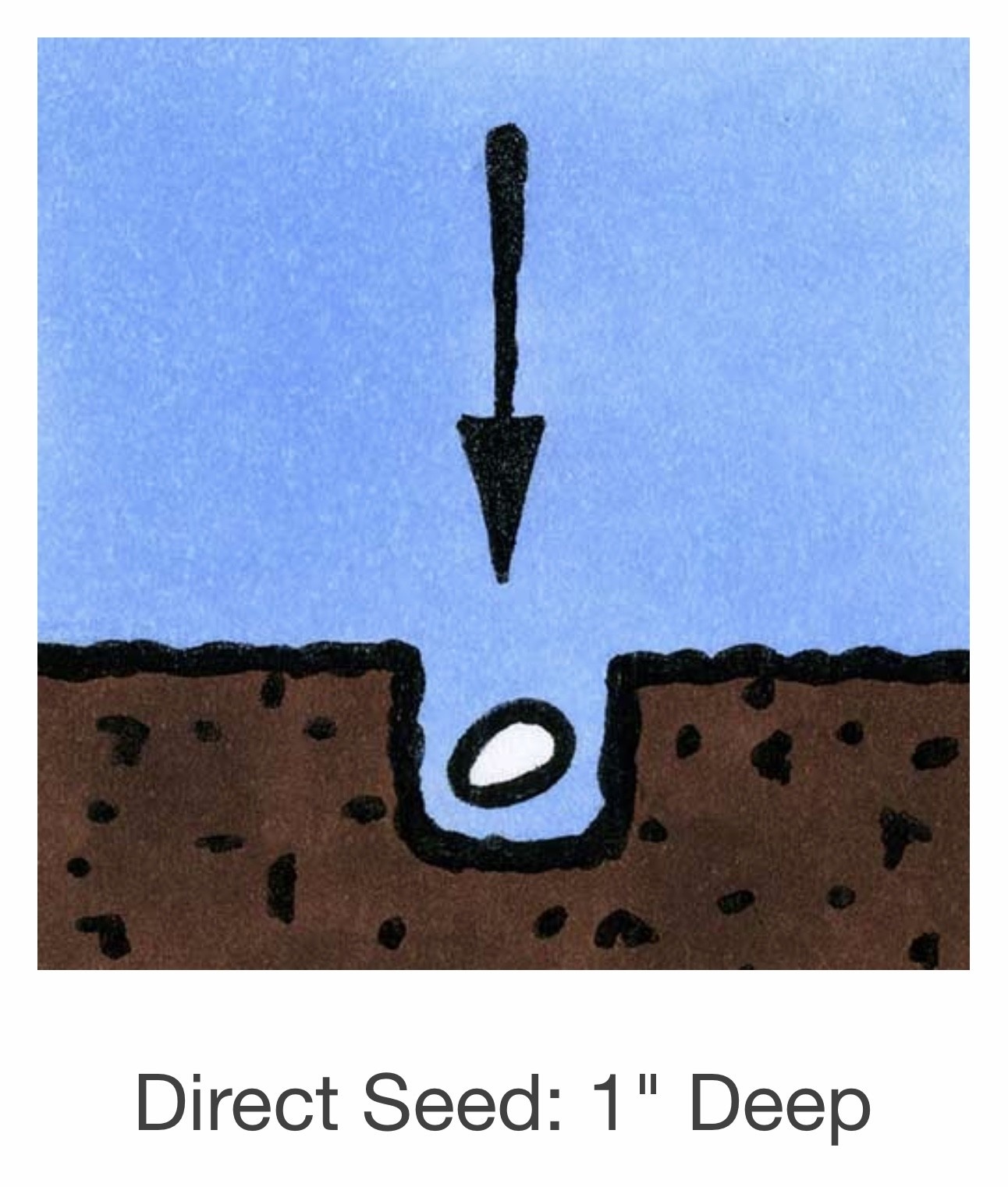 Seed Savers Exchange Seedsavers Seeds - Cucumber,  Mexican Sour Gherkin - Pack Of 30