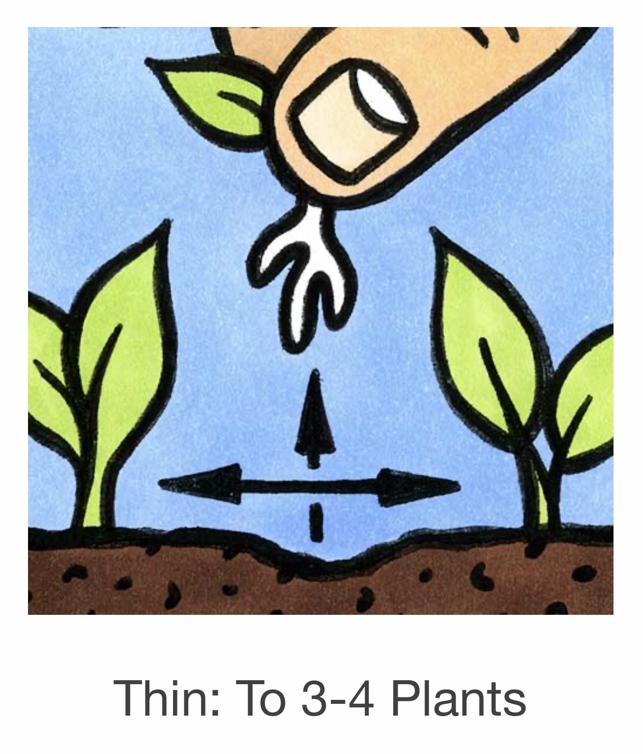 Seed Savers Exchange Seedsavers Seeds - Cucumber,  Mexican Sour Gherkin - Pack Of 30