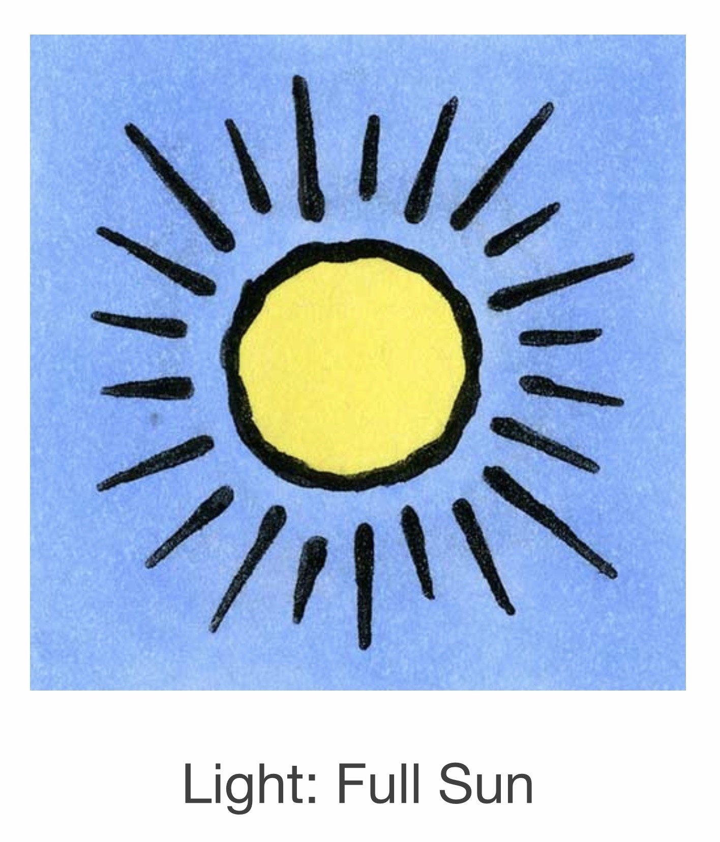 Seed Savers Exchange Seedsavers Seeds - Cucumber,  Mexican Sour Gherkin - Pack Of 30