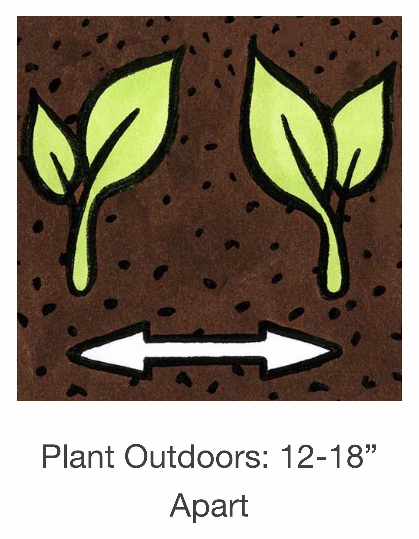 Seed Savers Exchange Seedsavers Seed Pack - Flower, Drumstick - Pack Of 25