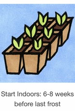 Seed Savers Exchange Seed Savers - Flower, Firmament- Pack of 100 Seeds