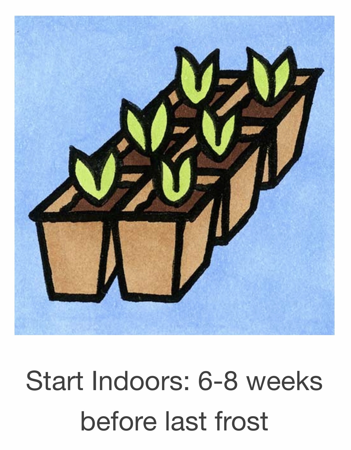 Seed Savers Exchange Seed Savers - Flower, Firmament- Pack of 100 Seeds