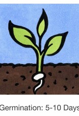 Seed Savers Exchange Seed Savers - Flower, Firmament- Pack of 100 Seeds