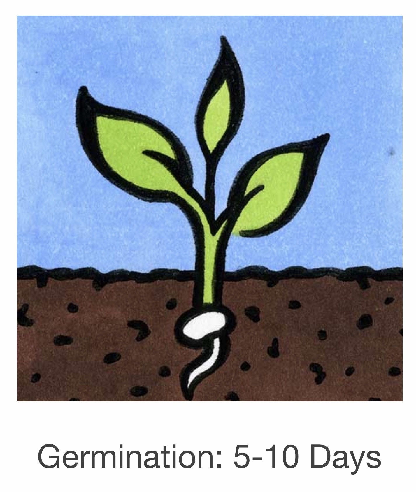 Seed Savers Exchange Seed Savers - Flower, Firmament- Pack of 100 Seeds