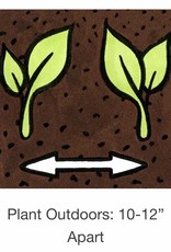 Seed Savers Exchange Seed Savers - Flower, Firmament- Pack of 100 Seeds