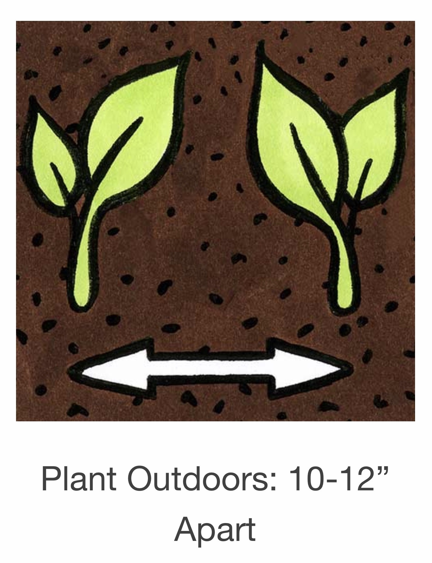 Seed Savers Exchange Seed Savers - Flower, Firmament- Pack of 100 Seeds