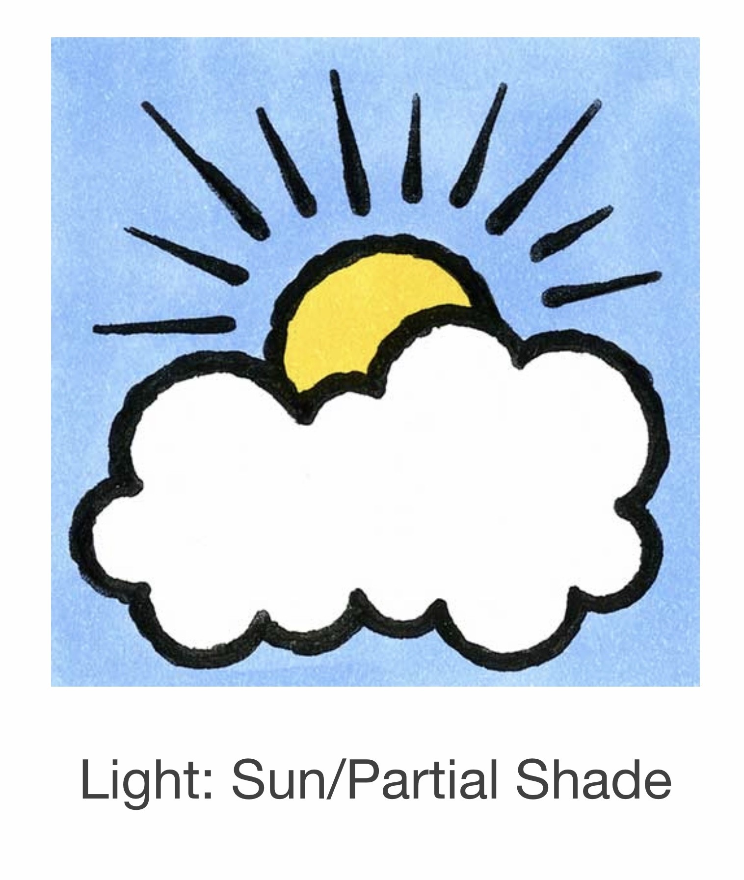 Seed Savers Exchange Seed Savers - Flower, Firmament- Pack of 100 Seeds