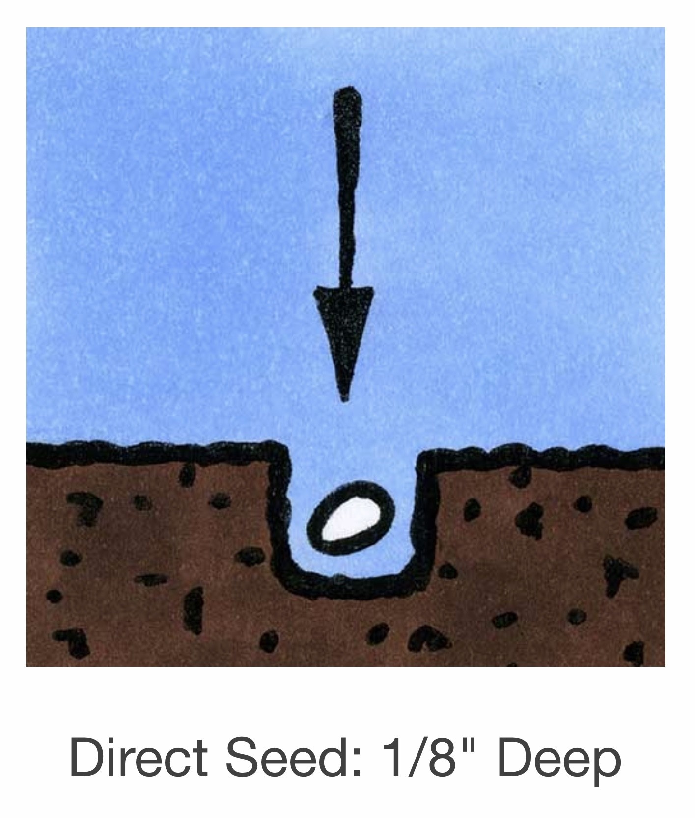 Seed Savers Exchange Seed Savers - Flower, Love-in-a-Mist “Miss Jekyll”- Pack of 50 Seeds