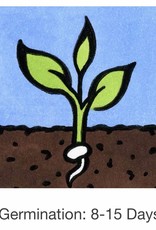 Seed Savers Exchange Seed Savers - Flower, Love-in-a-Mist “Miss Jekyll”- Pack of 50 Seeds