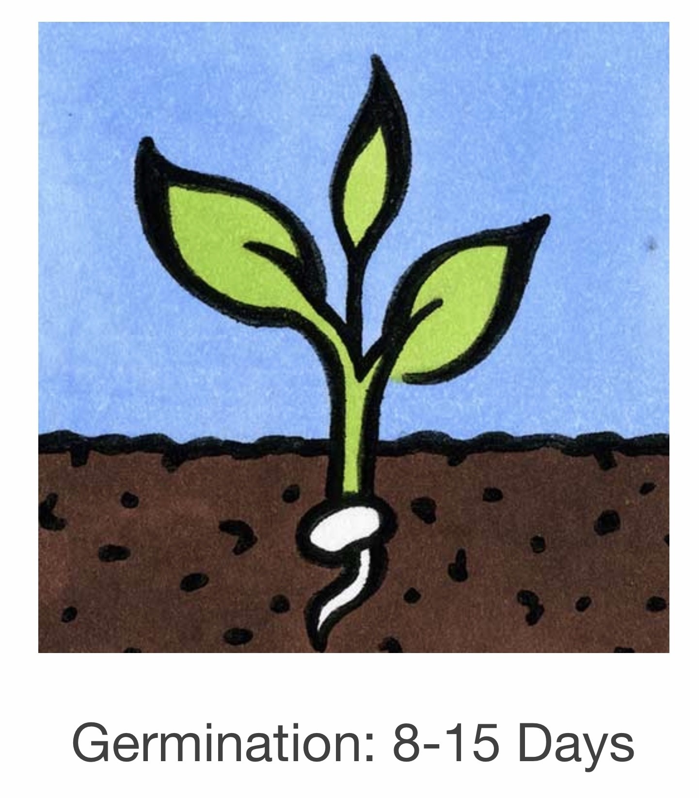 Seed Savers Exchange Seed Savers - Flower, Love-in-a-Mist “Miss Jekyll”- Pack of 50 Seeds